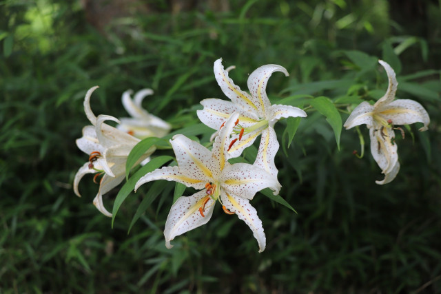 神奈川の県花「ヤマユリ」について学ぼう